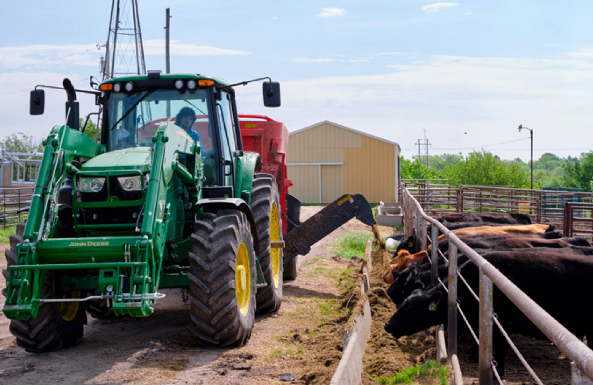 Student driving tractor feeding cattle